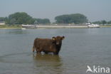 Galloway Cow (Bos domesticus)