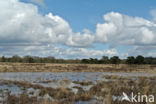 National Park Drents-Friese Wold