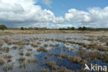 National Park Drents-Friese Wold