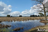 Nationaal Park Drents-Friese Wold