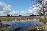 National Park Drents-Friese Wold