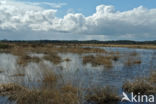 Nationaal Park Drents-Friese Wold