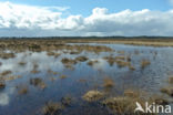 National Park Drents-Friese Wold