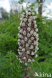 Groot hoefblad (Petasites hybridus)