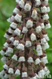 Groot hoefblad (Petasites hybridus)