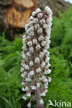 Groot hoefblad (Petasites hybridus)