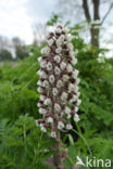 Groot hoefblad (Petasites hybridus)