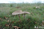 Grote parasolzwam (Macrolepiota procera)