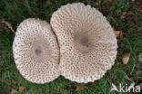 Grote parasolzwam (Macrolepiota procera)