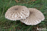 Grote parasolzwam (Macrolepiota procera)