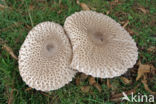 Grote parasolzwam (Macrolepiota procera)