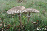 Grote parasolzwam (Macrolepiota procera)