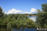 White Willow (Salix alba)