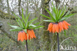 Keizerskroon (Fritillaria imperialis)