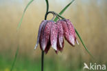 Kievitsbloem (Fritillaria spec)