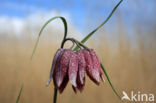 Kievitsbloem (Fritillaria spec)