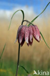 Fritillary (Fritillaria spec)