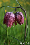 Kievitsbloem (Fritillaria spec)