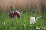 Kievitsbloem (Fritillaria spec)