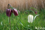 Kievitsbloem (Fritillaria spec)