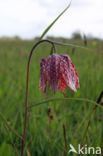 Wilde kievitsbloem (Fritillaria meleagris)