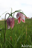 Fritillary (Fritillaria spec)