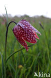 Kievitsbloem (Fritillaria spec)