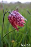 Fritillary (Fritillaria spec)