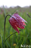 Fritillary (Fritillaria spec)