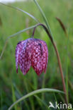 Kievitsbloem (Fritillaria spec)