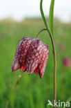 Fritillary (Fritillaria spec)