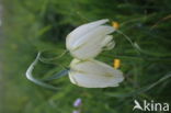 Kievitsbloem (Fritillaria spec)