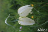 Kievitsbloem (Fritillaria spec)