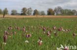 Kievitsbloem (Fritillaria spec)