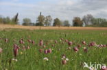 Fritillary (Fritillaria spec)