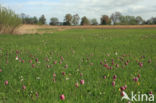 Kievitsbloem (Fritillaria spec)