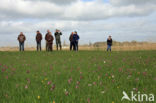 Wilde kievitsbloem (Fritillaria meleagris)