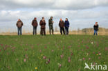 Wilde kievitsbloem (Fritillaria meleagris)