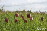 Fritillary (Fritillaria spec)