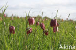 Kievitsbloem (Fritillaria spec)