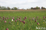 Fritillary (Fritillaria spec)