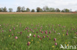 Kievitsbloem (Fritillaria spec)