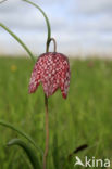 Fritillary (Fritillaria spec)