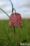 Fritillary (Fritillaria spec)