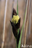 Oeverzegge (Carex riparia)