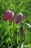 Kievitsbloem (Fritillaria spec)