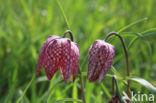 Kievitsbloem (Fritillaria spec)