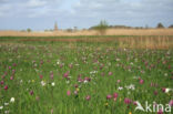 Fritillary (Fritillaria spec)