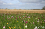 Kievitsbloem (Fritillaria spec)