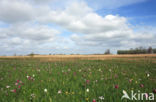 Kievitsbloem (Fritillaria spec)